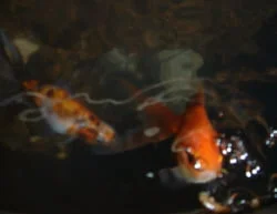 goldfish blowing bubbles