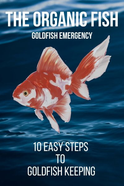 10 Steps To Goldfish Keeping