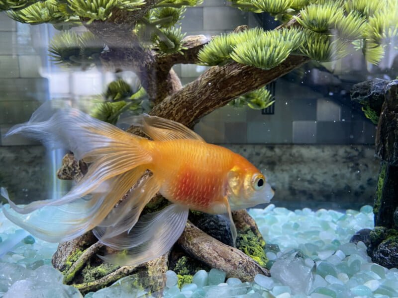 goldfish standard